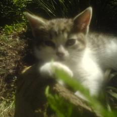 Huskat Nala (knuller) *væk*