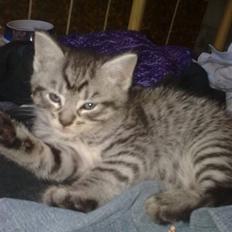 Blanding af racer malte