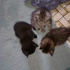 Blanding af racer malte