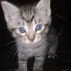 Blanding af racer malte