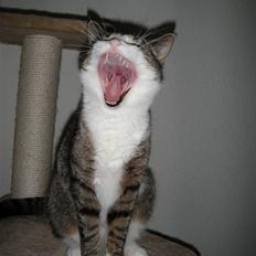 Huskat Asti Spumante