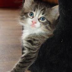 Norsk Skovkat Lord Nelson