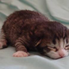 Norsk Skovkat Lord Nelson