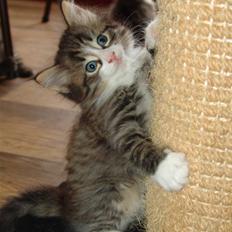 Norsk Skovkat Lord Nelson