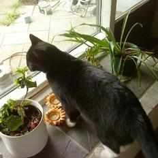 Blanding af racer Royal