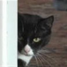 Blanding af racer Royal