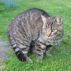 Huskat Nooblix Attention *væk*