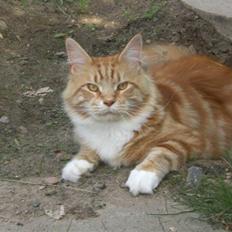 Maine Coon Miko