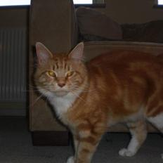 Maine Coon Miko
