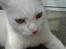 Huskat Albert