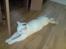 Huskat Albert
