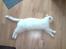 Huskat Albert