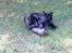 Maine Coon Mitzy