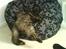 Maine Coon Mitzy