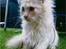 Blanding af racer Bella (P)  - Taget i haven <3 PRINSESSE