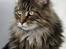 Maine Coon Cosmo 