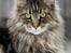 Maine Coon Cosmo 
