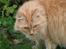 Blanding af racer Miramis 1994-2011 †