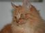 Blanding af racer Miramis 1994-2011 †