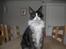 Maine Coon Coon Danica Poker Face - Poker Face,    9-2-10