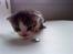Huskat Lillemis savner dig ;,,( - haloj goda