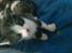 Huskat Lillemis savner dig ;,,( - brormand