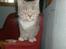 Huskat grisling
