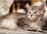 Maine Coon DK Proud Danish Jade