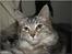Maine Coon DK Proud Danish Jade