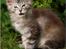 Maine Coon DK Proud Danish Jade