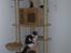 Maine Coon Bianca - Juli 2009. Har lige fået et fint kradsetræ  Mijau