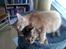 Maine Coon Solo