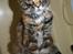 Maine Coon Donderboss Charming Clare