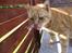 Huskat R.I.P-GARFIELD-MINSKAT!<3<3