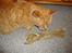 Huskat R.I.P-GARFIELD-MINSKAT!<3<3