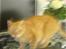 Huskat R.I.P-GARFIELD-MINSKAT!<3<3