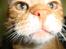 Huskat R.I.P-GARFIELD-MINSKAT!<3<3