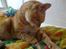 Huskat R.I.P-GARFIELD-MINSKAT!<3<3