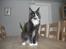 Maine Coon Langstteich In Petto -  3-2 9 mdr