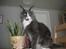 Maine Coon Langstteich In Petto - 3-2 9 mdr