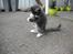 Maine Coon Langstteich In Petto