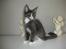 Maine Coon Langstteich In Petto