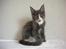 Maine Coon Langstteich In Petto