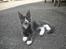 Maine Coon Langstteich In Petto