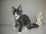 Maine Coon Langstteich In Petto