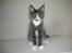 Maine Coon Langstteich In Petto