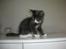 Maine Coon Langstteich In Petto
