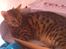 Bengal Kira