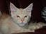 Maine Coon  Bambi  P on ice
