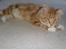 Maine Coon Miko - Miko smidder sig lige nøjagtig midt på gulvet når han vil kæles for